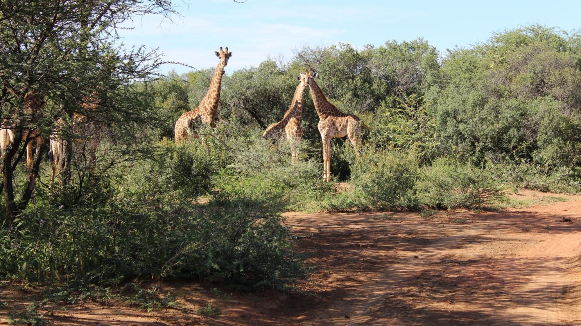 Thabaledi Game Lodge Beestekraal  Buitenkant foto